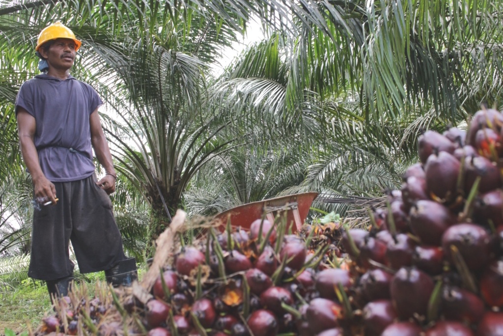 Studie zu klimaschädlicher Palmöl-Produktion in Indonesien zeigt Schubwirkung für Industrialisierung