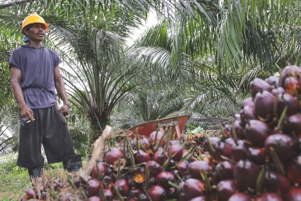 Study on climate-damaging palm oil production in Indonesia shows push for industrialisation