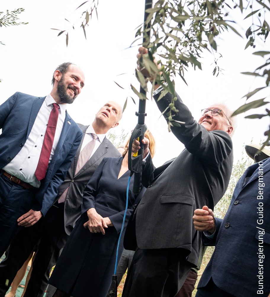 Climate change threatens centuries-old cultural heritage of olive trees