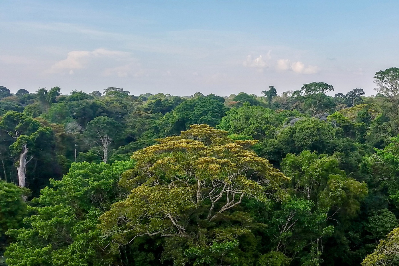 亚马逊河雨林濒临绝境：森林消失加剧气候变化
