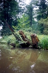 Spreewald 5