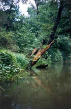 Spreewald 6